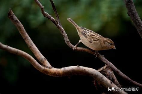 麻雀死掉怎麼辦|麻雀的離開，真正的原因是什麼？